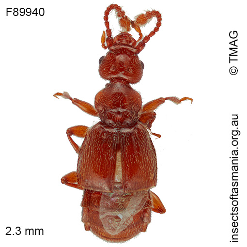 Macroplectus CHANDLER Tasmania 1