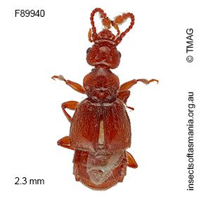 Macroplectus CHANDLER Tasmania 1