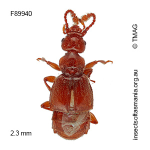 Macroplectus CHANDLER Tasmania 1