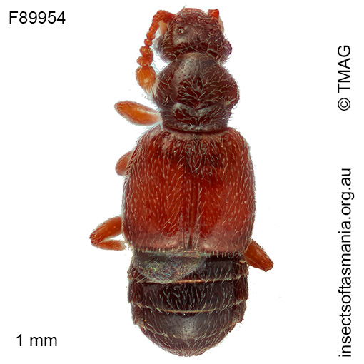 Macroplectus quadratipennis