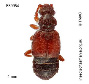 Macroplectus quadratipennis