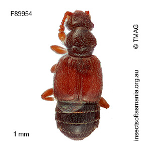 Macroplectus quadratipennis