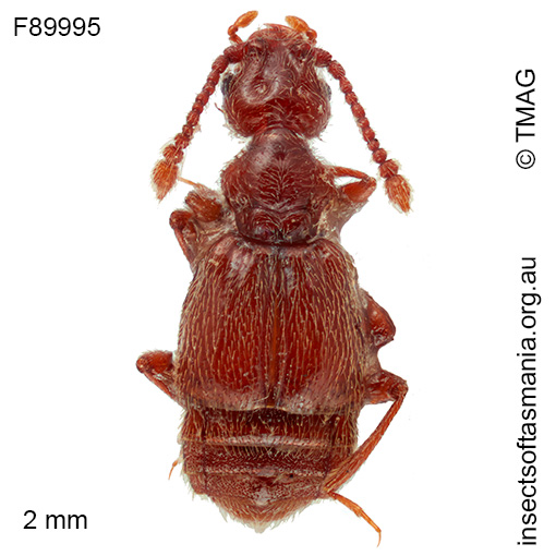 Macroplectus tasmanicus