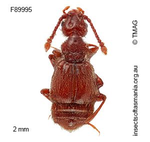 Macroplectus tasmanicus
