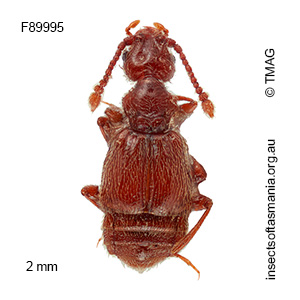Macroplectus tasmanicus