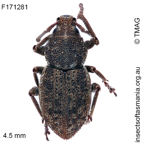 Mandalotus bryophagus