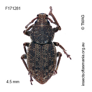 Mandalotus bryophagus