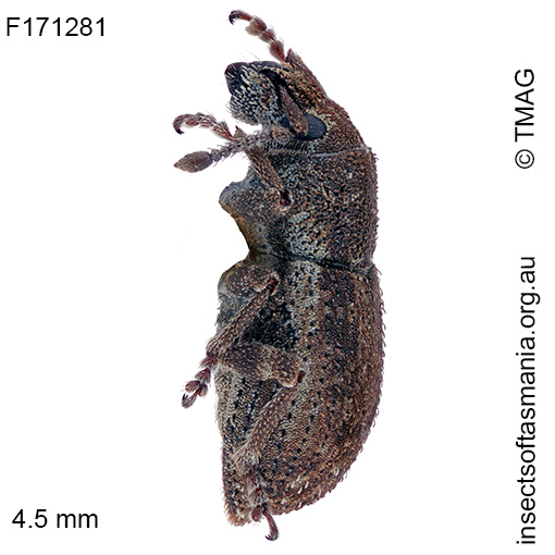 Mandalotus bryophagus