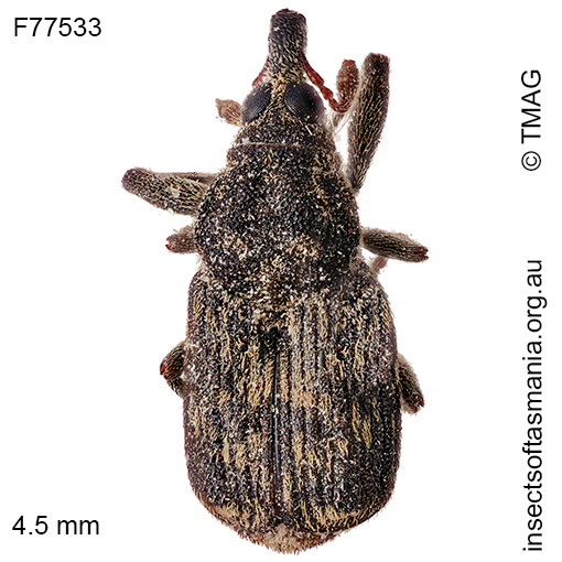 Melaemosaccus ocularis