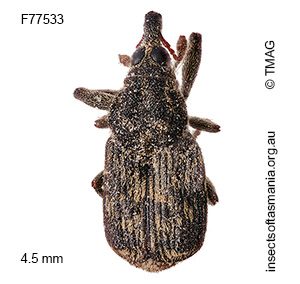 Melaemosaccus ocularis