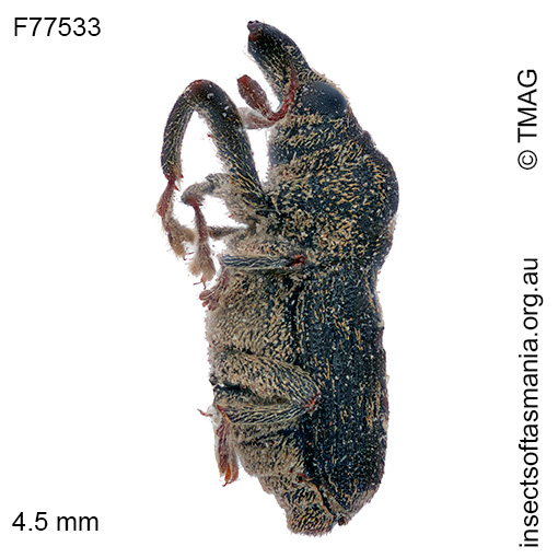 Melaemosaccus ocularis