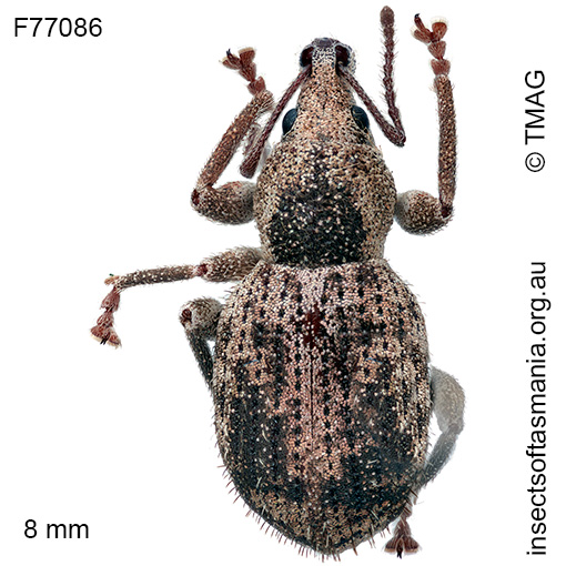 Merimnetes-simplicipennis Merimnetes simplicipennis