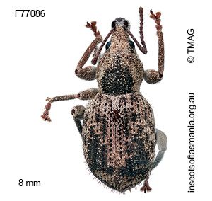 Merimnetes simplicipennis