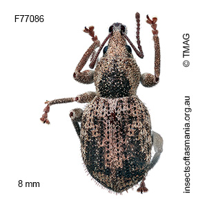 Merimnetes simplicipennis