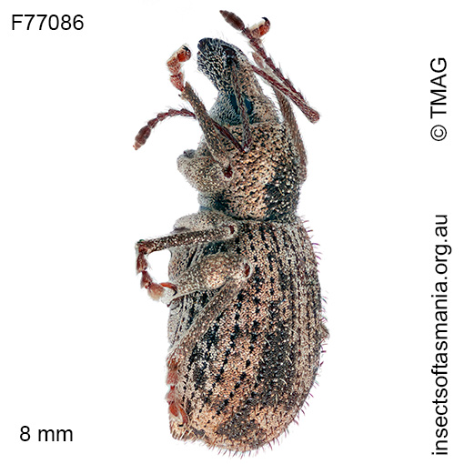 Merimnetes-simplicipennis_a Merimnetes simplicipennis