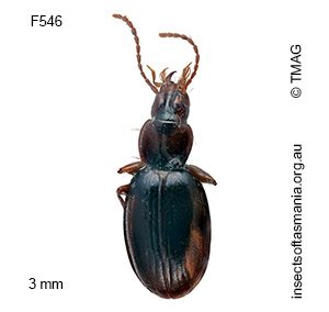 Mimanillus gracilis