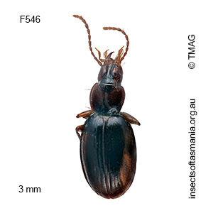 Mimanillus gracilis