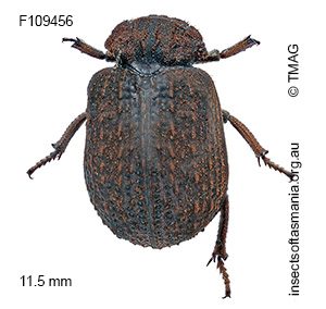 Omorgus costatus