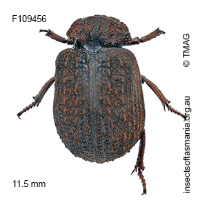Omorgus costatus