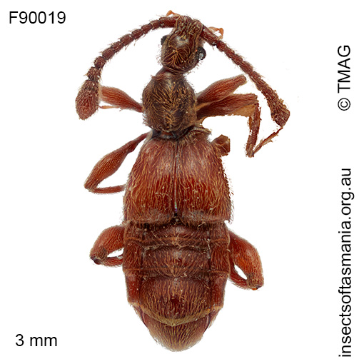 Palimbolus mamillatus