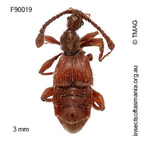 Palimbolus mamillatus