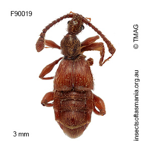 Palimbolus mamillatus