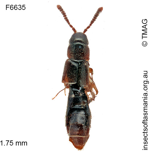 Pelioptera minima