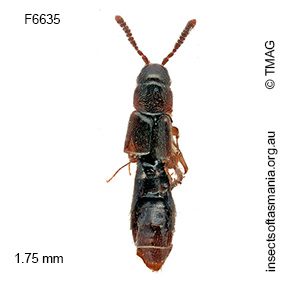 Pelioptera minima