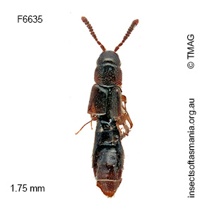 Pelioptera minima