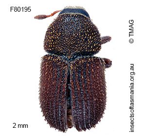 Phloeotribus acaciae