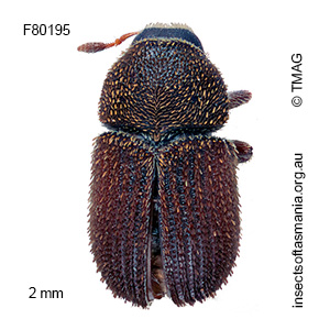 Phloeotribus acaciae