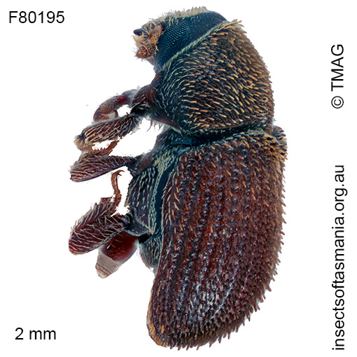 Phloeotribus-acaciae_a Phloeotribus acaciae
