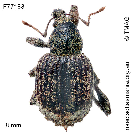 Phlyctinus callosus