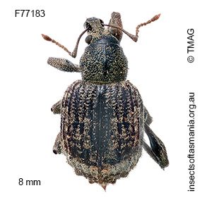 Phlyctinus callosus