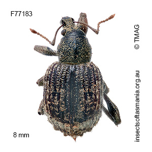Phlyctinus callosus