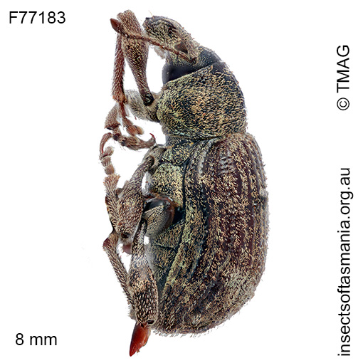 Phlyctinus callosus