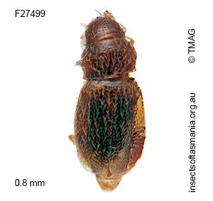 Ptinella simsoni