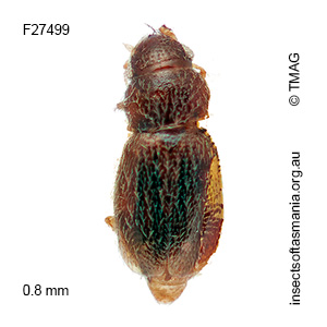 Ptinella simsoni