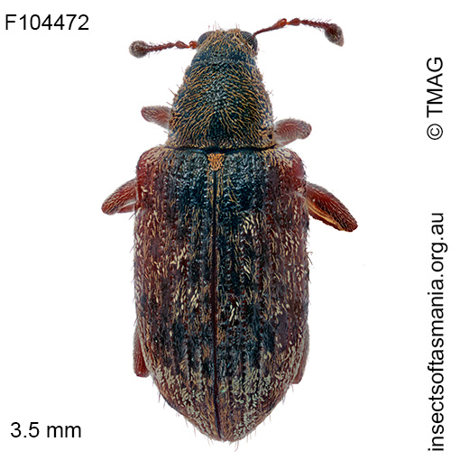 Rhopalomerus-piceosetosus Rhopalomerus piceosetosus