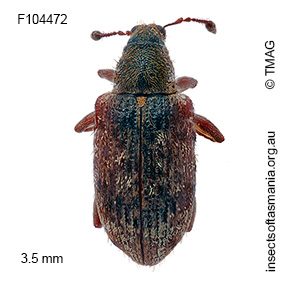 Rhopalomerus piceosetosus
