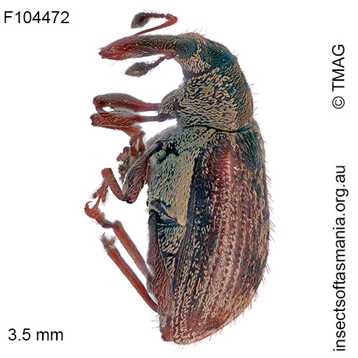 Rhopalomerus-piceosetosus_a Rhopalomerus piceosetosus