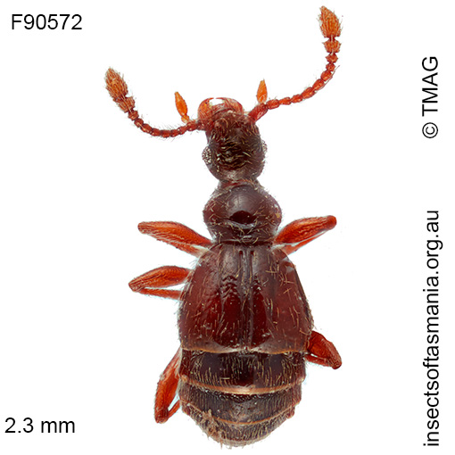 Rybaxis-variabilis Rybaxis variabilis