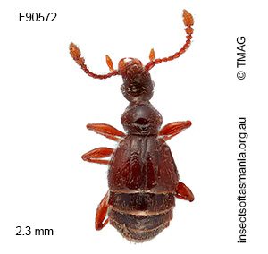 Rybaxis variabilis
