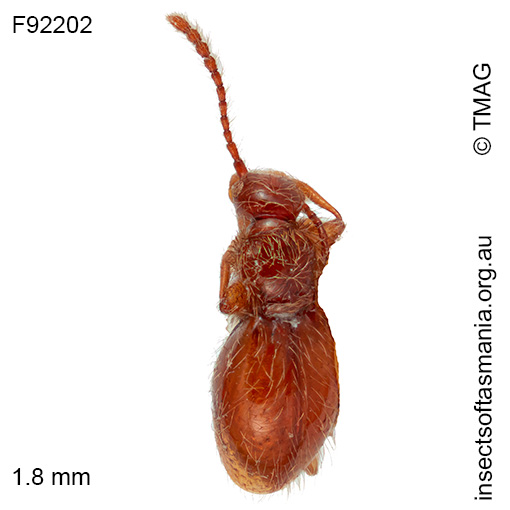 Stenichnus-TFIC-sp-01 Stenichnus TFIC sp 01