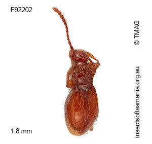 Stenichnus TFIC sp 01