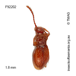 Stenichnus TFIC sp 01