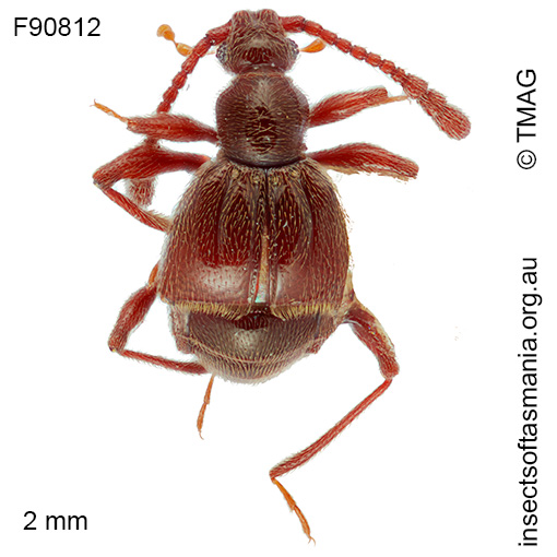 Tasmanityrus auricomus