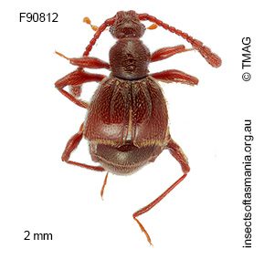 Tasmanityrus auricomus