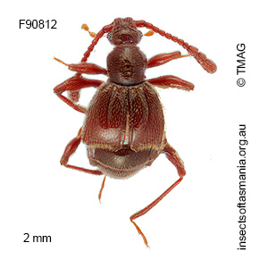 Tasmanityrus auricomus