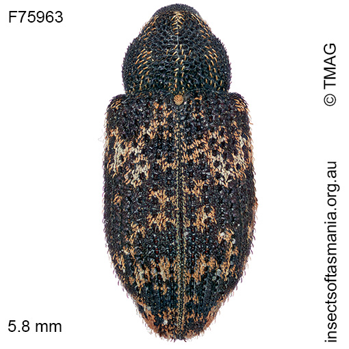 Tyrtaeosus ustulatus